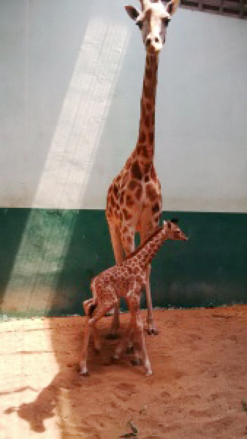 Bayi Jerapah Lahir Taman Safari Prigen Tambah Koleksi Dinas Gambar